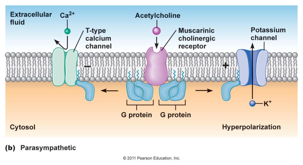 calcium channel, potassium channel, cholinergic receptor